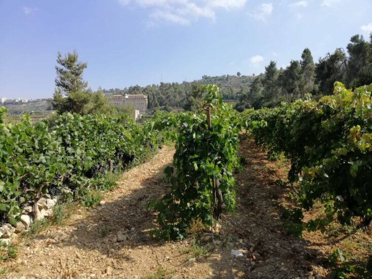 Le immagini della vendemmia inviate, a WineNews, da Cremisan, tra Israele e Palestina