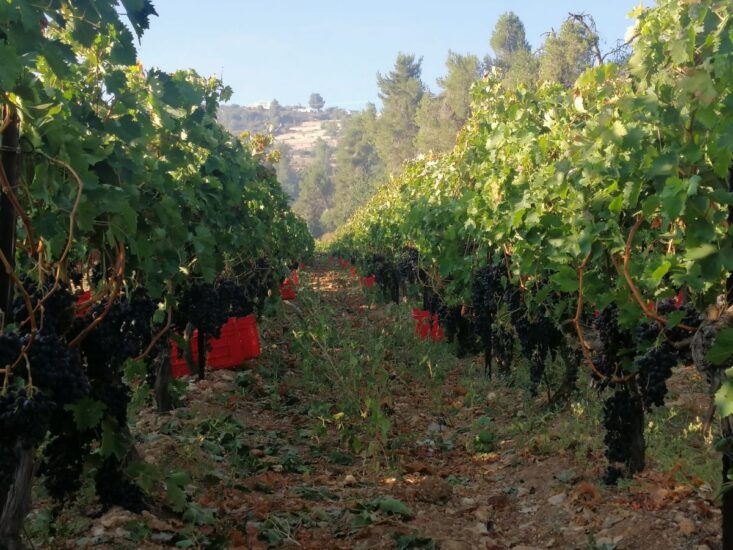 Le immagini della vendemmia inviate, a WineNews, da Cremisan, tra Israele e Palestina