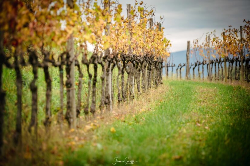 Credits: Flavio Graffi fotografo