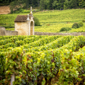 In 50 anni la produzione di vino in Francia &egrave; calata del 45%. E si sposta sempre pi&ugrave; al Nord