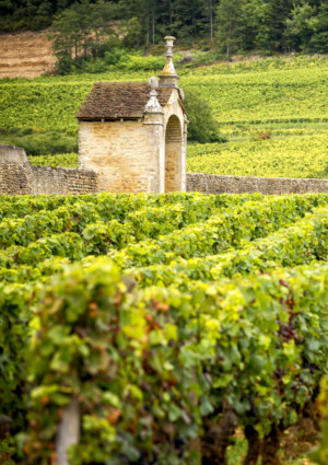 In 50 anni la produzione di vino in Francia &egrave; calata del 45%. E si sposta sempre pi&ugrave; al Nord