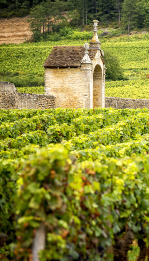 In 50 anni la produzione di vino in Francia &egrave; calata del 45%. E si sposta sempre pi&ugrave; al Nord