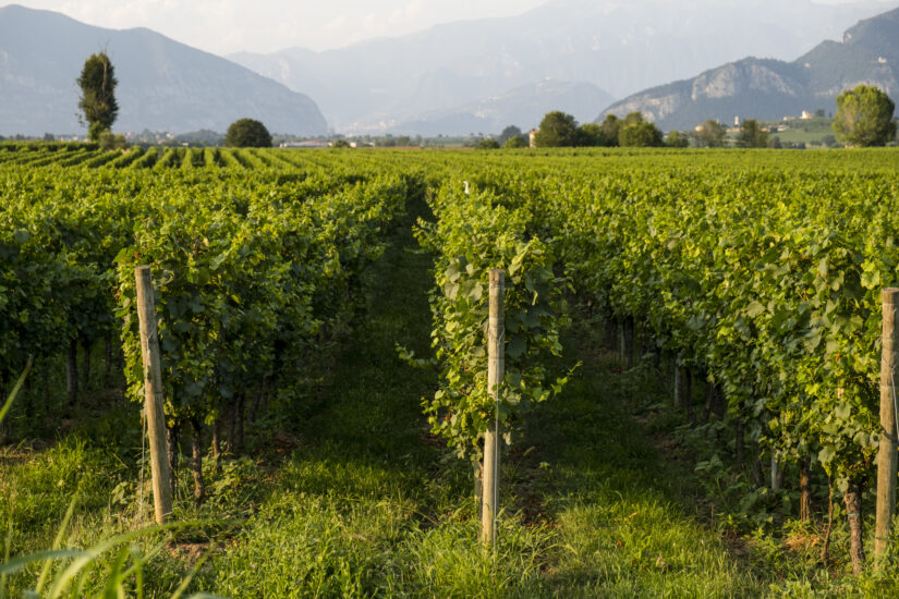 Viaggio in: Franciacorta: Erbusco (ph: Andrea Federici)