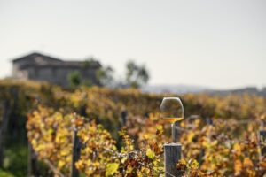 Il “Vino da uve macerate” entra nel disciplinare della Doc Collio, territorio che ne è la culla