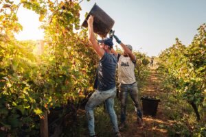 Caporalato, l’appello della Cei: “nell’Anno Giubilare imprenditori abbiano un sussulto di coscienza” Caporalato, l’appello della Cei: “nell’Anno Giubilare imprenditori abbiano un sussulto di coscienza”