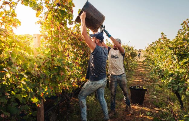 AGRICOLTURA, Confagricoltura, CONFAGRIJOB, GRUPPO UMANA, INDEED, INFORTUNI, INTELLIGENZA ARTIFICIALE., LAVORATORI AGRICOLI, LAVORO AGRICOLO, Non Solo Vino