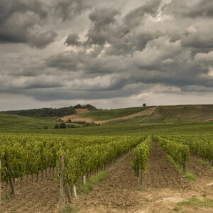 Climate Change, senza interventi, l&rsquo;agroalimentare e il vino potrebbero perdere 12 miliardi l&rsquo;anno
