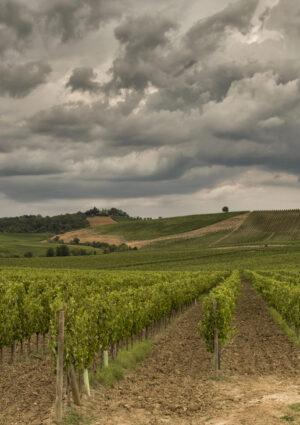 Climate Change, senza interventi, l&rsquo;agroalimentare e il vino potrebbero perdere 12 miliardi l&rsquo;anno