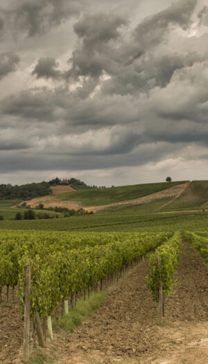 Climate Change, senza interventi, l&rsquo;agroalimentare e il vino potrebbero perdere 12 miliardi l&rsquo;anno