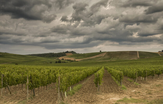 ASSICURAZIONI, CLIMA, GRUPPO DI ALTO LIVELLO, ITALIA, MINISTERO, UE, vini dealcolati, vino, Italia