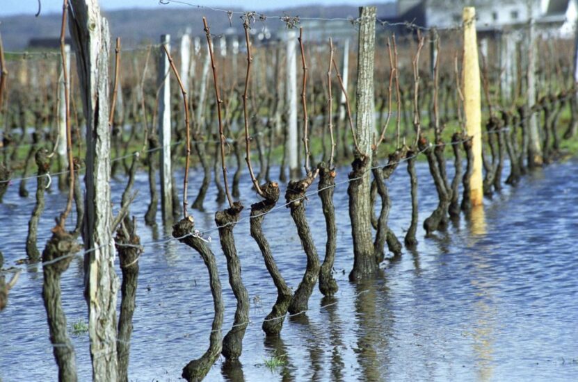 Menzione speciale: “Flooded vineyards in Bourgueil” di Per Karlsson (Svezia/Francia)