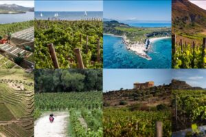 Giovani, ma nel segno della famiglia, dinamiche, innovative: le cantine di Assovini Sicilia