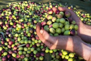 L’olio di oliva italiano fa boom: vendite fuori confine per 2 miliardi di euro nei primi 8 mesi 2024
