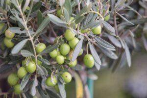 Giornata Mondiale dell’Olivo: è record per la bilancia commerciale dell’olio italiano (+59%)