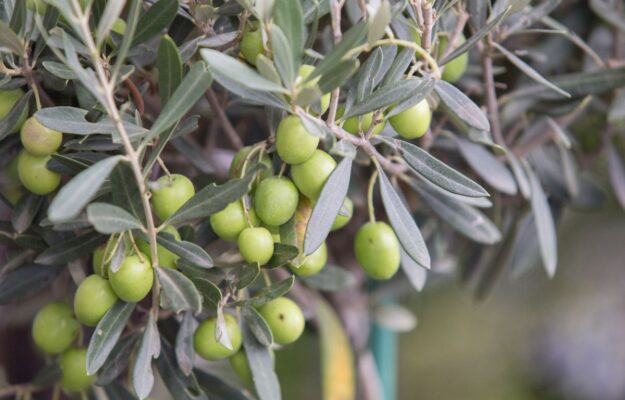 Coldiretti, Confagricoltura, DATI ISTAT, EXPORT, GIORNATA MONDIALE DELL’OLIVO, OLIO, OLIO EVO, OLIO EXTRAVERGINE DI OLIVA, OLIO ITALIANO, OLIVI, PREZZI, PRODUZIONE, UNAPROL, Non Solo Vino