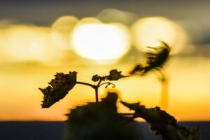 Concorso fotografico “Pau Roca” by Oiv: ecco i migliori scatti sull’impatto del clima nei vigneti