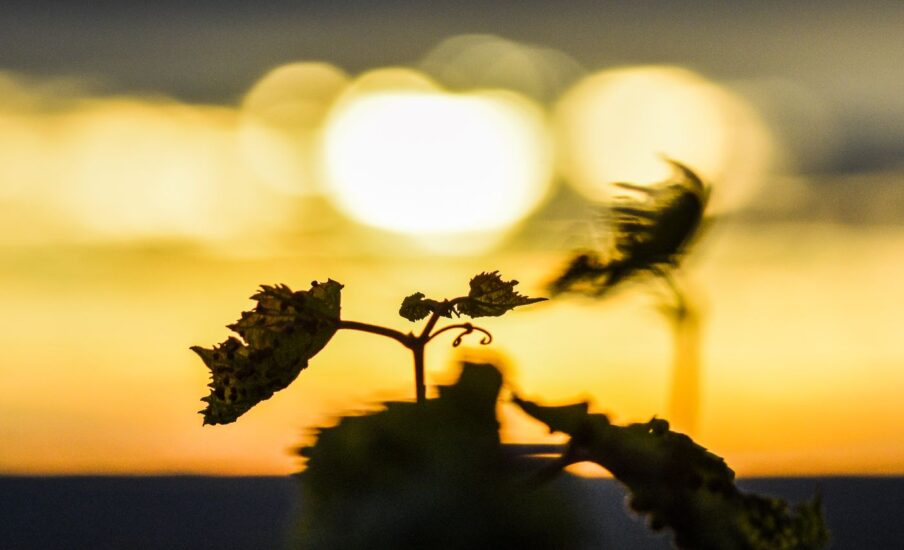 Primo premio: “La sfocatura” di Kristian Kielmayer (Ungheria)