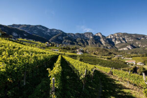 Le sfide e le evoluzioni stilistiche del Sauvignon Blanc, tra stile “commerciale” e terroir