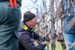 Diventare “maestri” della vite con le lezioni della “Vine Master Pruners Academy”