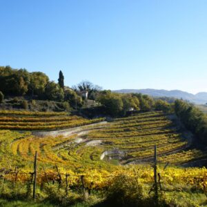 Valpolicella, salvare i terrazzamenti per contrastare gli effetti del cambiamento climatico