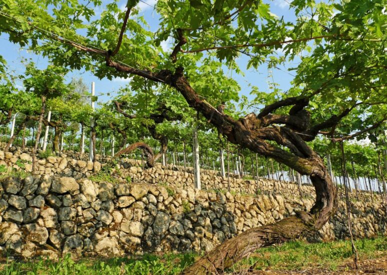 I terrazzamenti vitati della Valpolicella “ricamati” dalle “marogne”