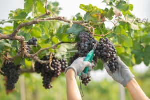 Stime di vendemmia: nella campagna 2024/2025 l’Ue produrrà 146,5 milioni di ettolitri di vino