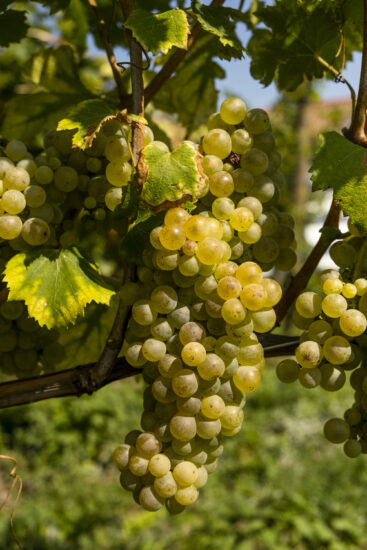 Viaggio in Franciacorta: Corte Franca-Berlucchi (ph: Andrea Federici)