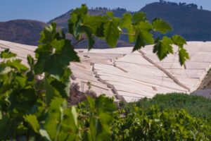 Gibellina prima “Capitale Italiana dell’Arte Contemporanea” 2026, grazie anche al vino