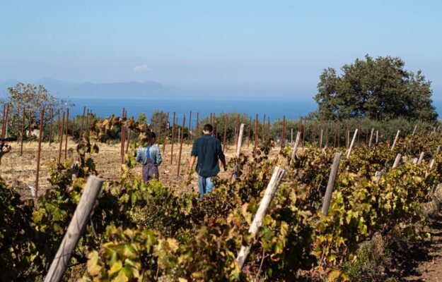 AGRICOLTURA BIOLOGICA, AZIENDE AGRICOLE, BONIVIRI, COMMERCIALIZZAZIONE, ECONOMIA, POLO DEL GUSTO, RICCARDO ILLY, SINERGIE, Non Solo Vino