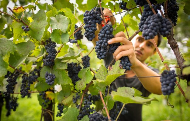 COOPERATIVE, FRANCIA, VIGNERONS COOPERATEURS D'OCCITANIE, Mondo