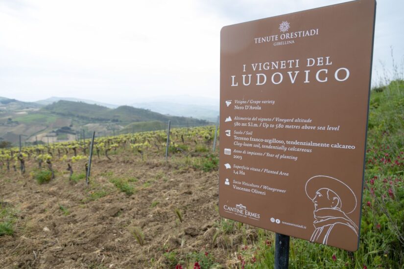 I vigneti di Tenute Orestiadi 