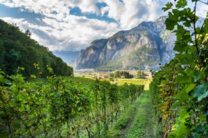 Format innovativo e opportunità per le cantine: arriva il primo salone italiano dell’enoturismo