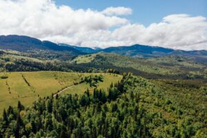 Giornata Nazionale degli Alberi: “grande risorsa, ma servono manutenzione e sostegno alle imprese”