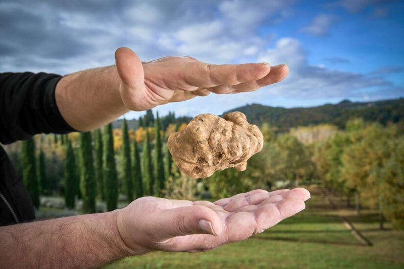 Il tartufo bianco delle Crete Senesi viaggia tra i 4.500-5.500 euro al kg