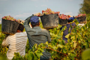 Caporalato, in Francia coppia che recluta vendemmiatori condannata per “traffico di esseri umani”