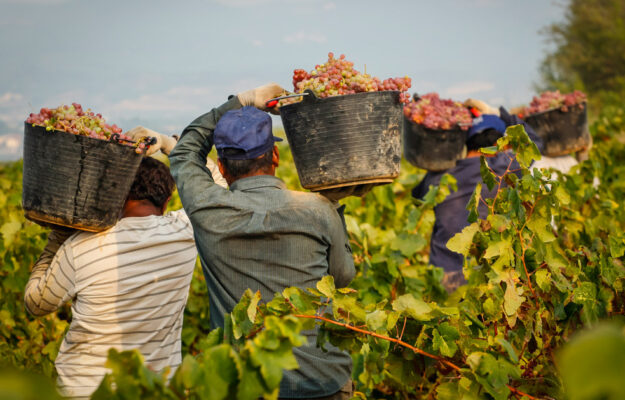 BORGOGNA, CAPORALATO, FRANCIA, LAVORATORI STAGIONALI, SFRUTTAMENTO, VENDEMMIA, VENDEMMIATORI, VINO FRANCESE, Mondo