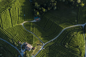 The world “Prosecco” dominates among sparkling wines. And that of Asolo exceeds 30 million bottles