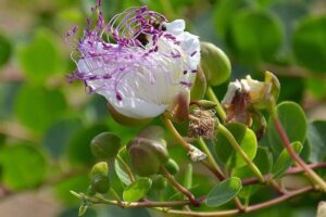 Un cappero contro la speculazione: è quello di Selargius, nuovo Presidio Slow Food