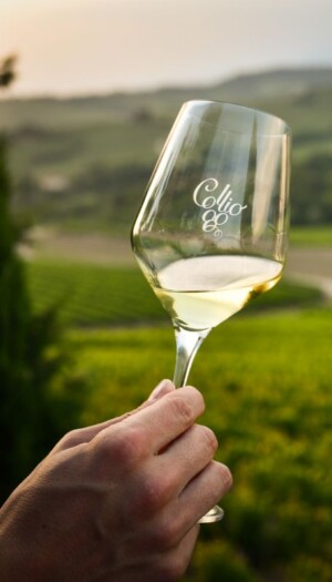 &ldquo;Collio Evolution&rdquo;: il bianco di territorio, primo per reputazione, che tiene nel canale HoReCa