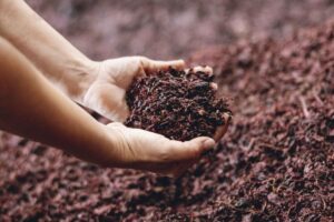 Economia circolare: vinacce e residui alimentari utili per nutraceutica, cosmesi e sostenibilità