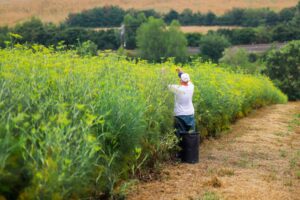 Nasce un’oasi di biodiversità nelle colline toscane, a tutela degli insetti impollinatori