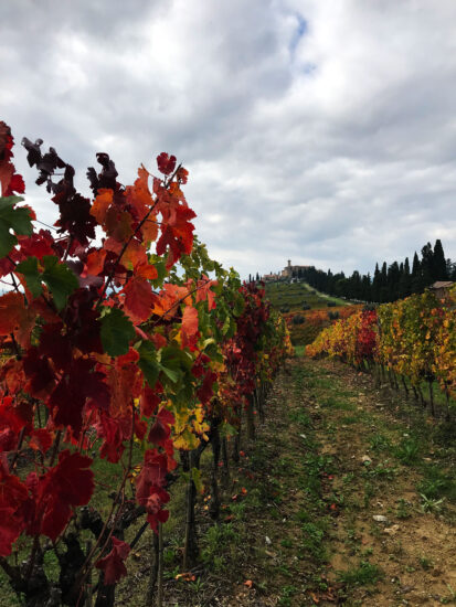 Foliage a Montalcino (ph: Castello Banfi)