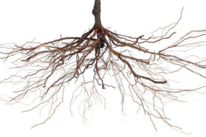 “Attenzione con gli espianti. Serve sostegno alle colture difficili e gestione delle rese”