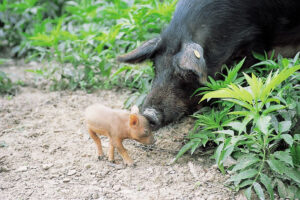 Peste suina africana, Slow Food: “rischiamo di perdere le razze suine autoctone”