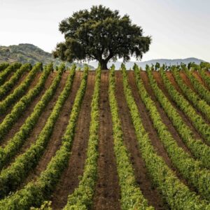 National Wine Support Program: 323 million euros for the 2025/2026 wine year