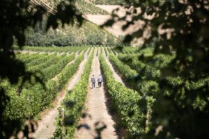 Terre Cevico: bilancio 2023/2024 in crescita, a 206 milioni di euro. Il cambio di assetto paga