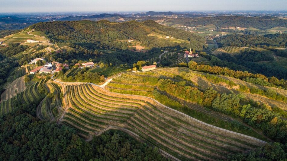 AFFERMAZIONE VINI BIANCHI, COLLIO, DEGUSTAZIONI, INVESTIMENTI, Su i Quaderni di WineNews