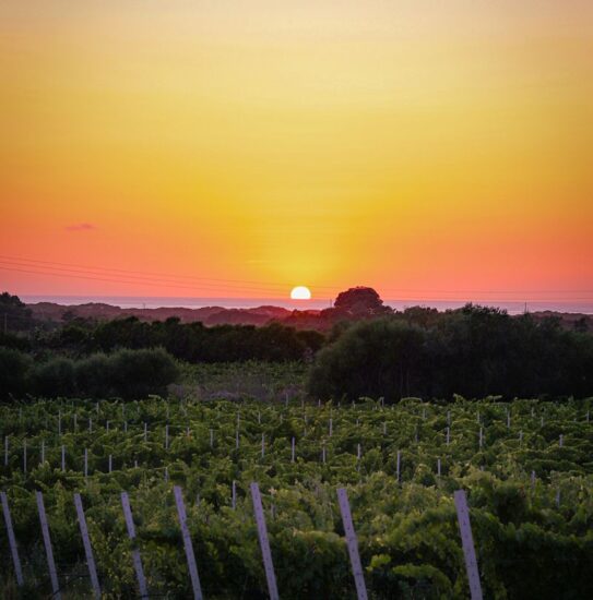 Al mare a Natale, con il “Badesi Wine Festival” in Sardegna (ph: Facebook/Cantina Li Duni)