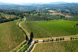 Toscana, nei primi 10 mesi 2024 meno vino sul mercato: -1,4% sullo stesso periodo 2023