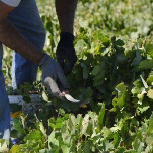 Rapporto Agromafie e Caporalato, +9% di reati e illeciti nell’agroalimentare italiano nel 2023